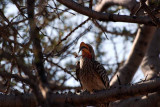 SOUTHERN YELLOW-BILLED HORNBILL