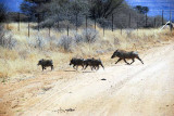 WARTHOGS CROSSING THE ROAD