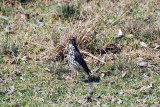 GROUNDSCRAPER THRUSH