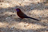 VIOLET - EARED WAXBILL