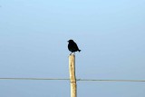 GLOSSY STARLING