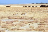 KORI BUSTARD