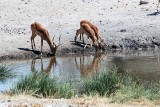 AT OUR WATERHOLE