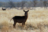 WATERBUCK