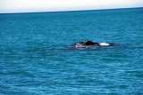 THE SOUTHERN RIGHT WHALE