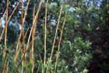 GREATER DOUBLE COLLARD SUNBIRD