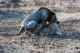 MATING LIONS