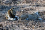 LIONS IN LOVE