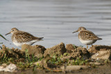 Tuvsnäppa - Pectoral Sandpiper (Calidris melanotos)