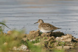 Tuvsnäppa - Pectoral Sandpiper (Calidris melanotos)