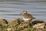 Tuvsnäppa - Pectoral Sandpiper (Calidris melanotos)