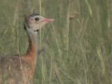 030106 b Barrow´s korhaan Ladysmith.jpg