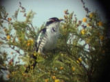 030106 f Diderick cuckoo Ladysmith.jpg