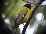 030106 l Black-headed oriole Ladysmith-Underberg.jpg