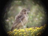 030107 j Mountain pipit Sani Pass.jpg