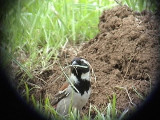 030108 k Cape sparrow Rob Guys trdgrd.jpg