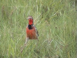 030111 ff Rosy-throated longclaw Bonamanzi.jpg