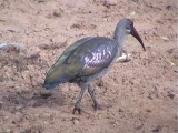 030112 b Hadeda ibis Mkuze.jpg