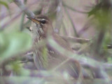 030113 j White-browed scrub-robin Mkuze.jpg