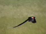 030114 kk Long-tailed widowbird Wakkerstrom.jpg
