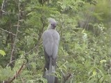 030115 e Grey go-away-bird Kruger NP.jpg