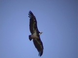 030115 ll White-headed vulture Kruger NP.jpg