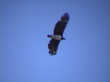 030116 k Martial eagle Kruger NP.jpg