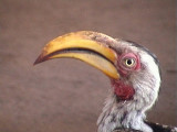 030117 q Southern yellow-billed hornbill Kruger NP.jpg