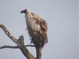 030118 bb White-backed vulture Kruger NP.jpg