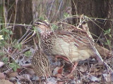 030118 bbb Crested francolin Kruger NP.jpg