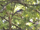 030118 o Chinspot batis Kruger NP.jpg