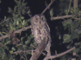 030118 qqqq African scops-owl Kruger NP.jpg