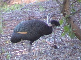 030120 d Crested guineafowl Kruger NP.jpg