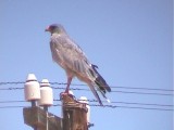 030124 h Southern pale chanting goshawk Pofadder.jpg