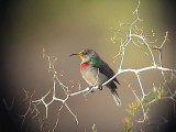 030126 aa Southern double-collared sunbird Akkerendam.jpg