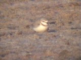 030126 kk Chestnut-banded plover Wadrifsoutpan.jpg