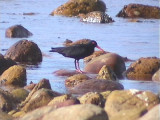 030128 jj African black oystercatcher Cape of good hope.jpg