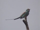 Abyssinian roller1.jpg