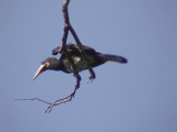 African pied hornbill.jpg
