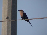 Blue-bellied roller.jpg