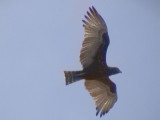 Brown snake eagle2.jpg