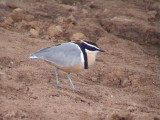 Egyptian plover5.jpg