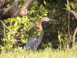 Goliath heron.jpg