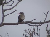 Grey-headed kingfisher.jpg