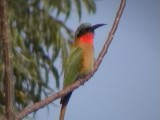 Red-throated bee-eater3.jpg