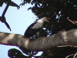 Palm-nut vulture.jpg