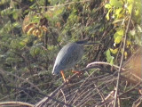 Striated heron2.jpg