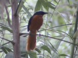 White-crowned robin-chat1.jpg