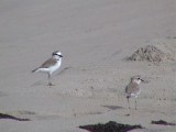 White-fronted plover.jpg