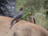 Yellowbilled oxpecker1.jpg